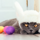 Illustration for article titled Last Call: Is your pet Cadbury bunny material?
